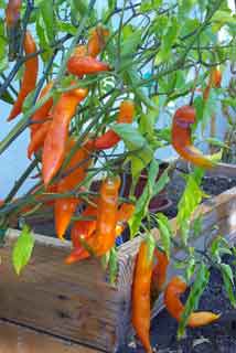 chili pepper image