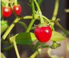 rocoto peppers